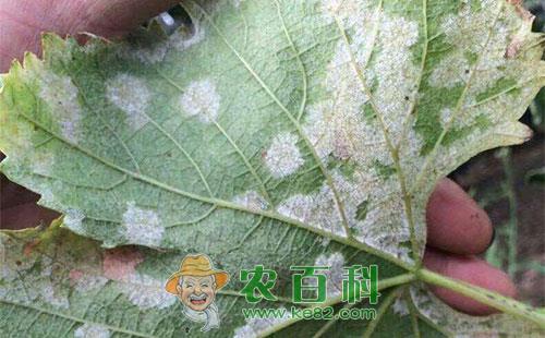 葡萄白粉病的防治方法有哪些，用什么药能治好呢？