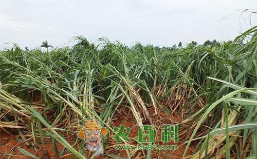 甘蔗凤梨病的危害症状、发生规律及防治方法