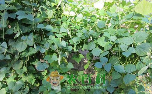 豆角角斑病的发病症状、传播途径及预防措施