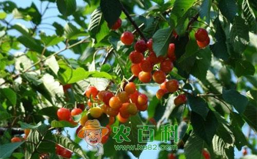 樱桃干腐病的危害症状、发病原因及防治方法