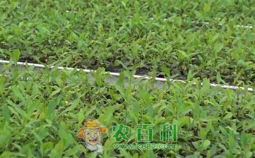 茶树快速育苗的方法技术知识总结