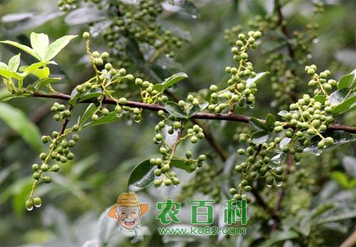 青花椒低产原因及提高产量的措施
