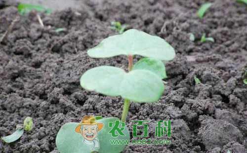 影响棉花田出苗的因素有哪些，有哪些保苗措施？