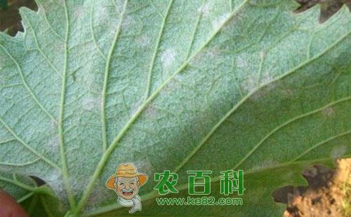 葡萄白粉病的防治方法有哪些，用什么药能治好呢？