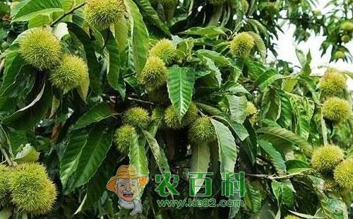 板栗橙斑白条天牛的形态特性、危害特点、繁殖规律及防治措施
