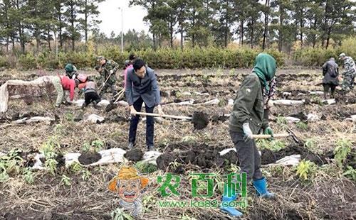 蓝莓该如何防寒，有哪些方法措施？