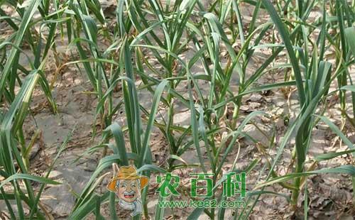 大蒜黄叶发生原因、特点及对策