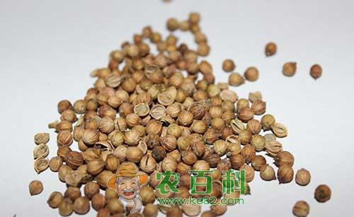 如何提高香菜的出苗率？如何催芽？