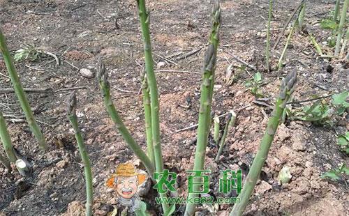 芦笋斑须蝽的为害症状、发生规律、形态特征及防治方法