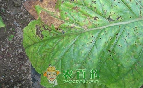 烟草病虫害的发生原因及防治措施