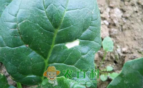 菠菜叶斑病的症状、传播途径和防治方法