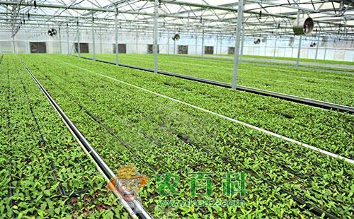 茶树快速育苗的方法技术知识总结