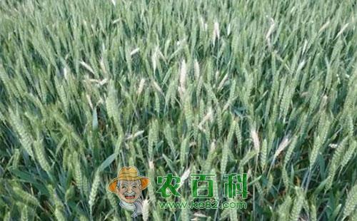 小麦枯白穗的症状、发生原因及防治技术