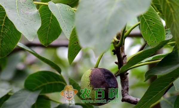 核桃炭疽病症状，核桃炭疽病的防治