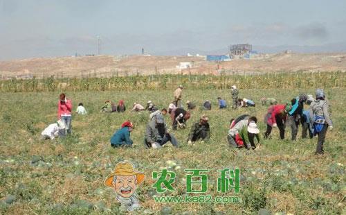 打瓜常见的病虫害发病症状及其防治对策