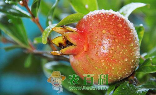 石榴褐腐病的危害症状及防治方法