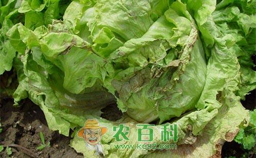 生菜软腐病发病症状与防治方法