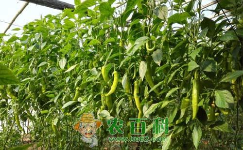 大棚秋延辣椒的生活习性、发生规律及综合防治措施
