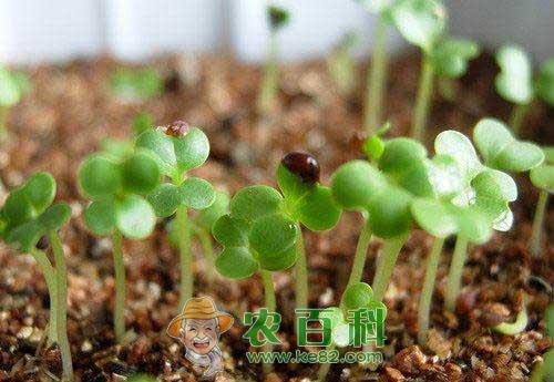 如何提高香菜的出苗率？如何催芽？