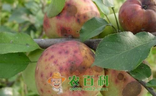 苹果痘斑症的危害、传播途径、发病原因及预防措施