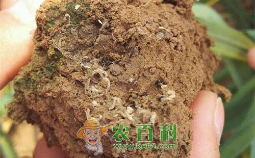 大蒜蒜蛆的危害症状、发生规律及防治措施