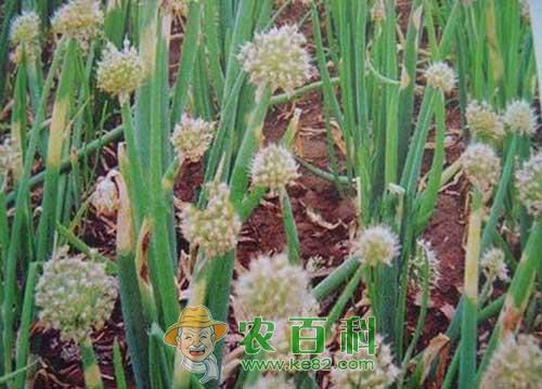 洋葱霜霉病的发生及防治方法