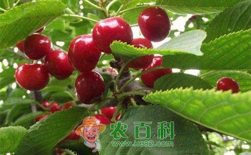 大樱桃桑盾蚧的形态特征、危害特点、发生规律及防治措施