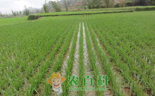 水稻坐苗的促进转化措施分析总结