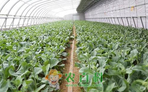 芥蓝黑斑病的为害症状、传播途径、发病原因及防治措施