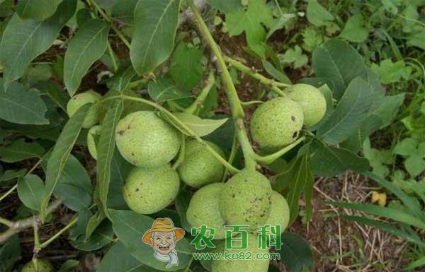 核桃炭疽病症状，核桃炭疽病的防治