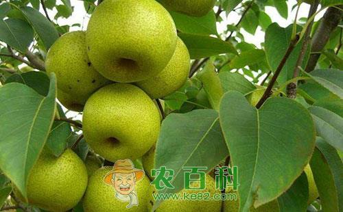 梨树衰退病的症状表现、传播途径及防治措施