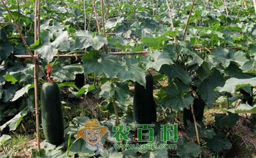 冬瓜瓜蓟马的为害症状、发生规律及防治措施