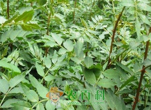 花椒芽苗特点及其生产关键技术