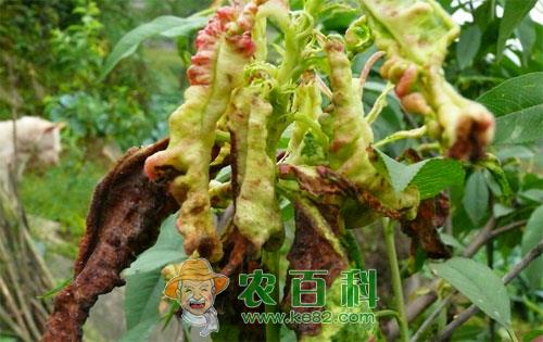 桃树缩叶病用什么药