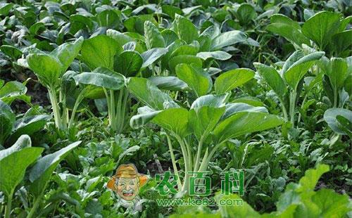 青菜软腐病的危害症状、发病规律及防治方法