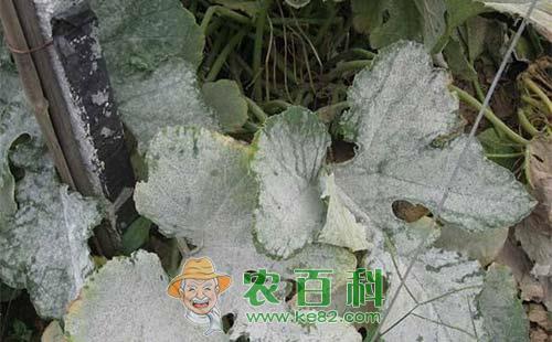 西葫芦白粉病的发病症状、规律及防治措施