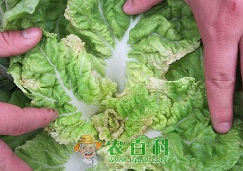 大白菜干烧心病症状、病因及防治措施