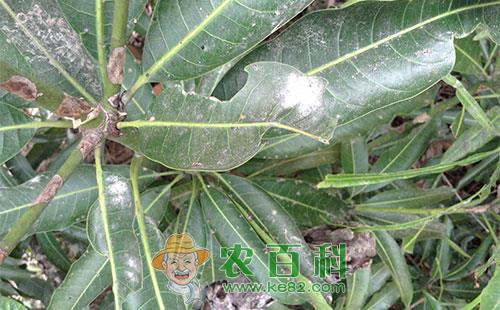 芒果春季病害的发病特征、发病原因及防治技术