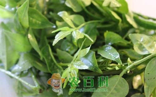 花椒芽苗特点及其生产关键技术