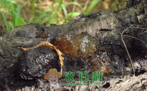 桃树流胶病的病原、病因及综合防治技术