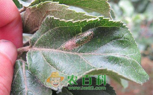 苹果全爪螨的主要危害、发生规律及防治方法