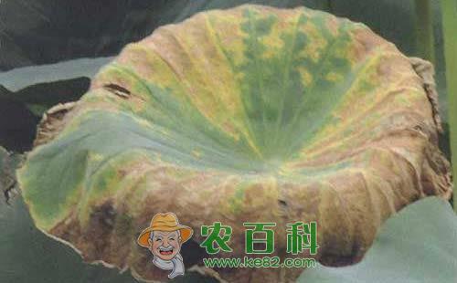莲藕腐败病的发病机理、主要症状、发病规律及防治措施