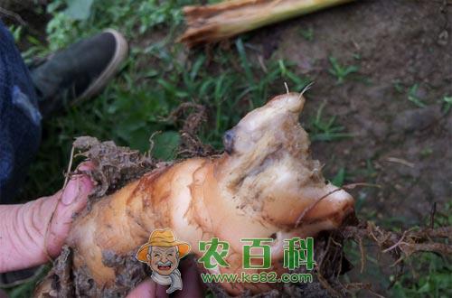 姜瘟病用什么药，姜瘟病防治