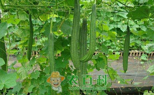 丝瓜缺素的原因分析以及预防措施