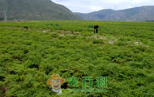 柴胡的种植前景和种植效益