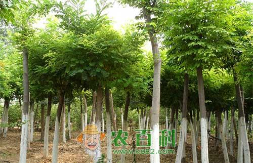 国槐抽条是什么原因，有哪些防止措施