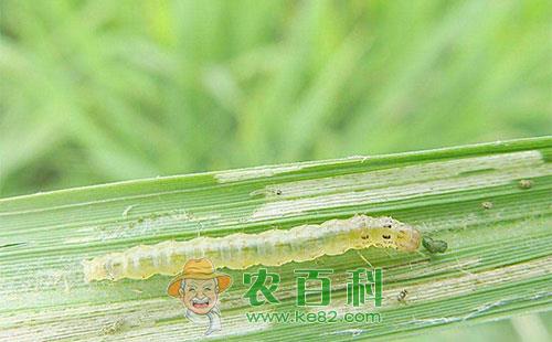 稻纵卷叶螟防治哪种药效果好