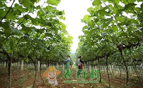 2种葡萄叶蝉的为害特点、发生规律及防治措施
