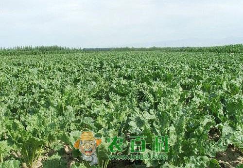 甜菜立枯病症状、发病条件及防治措施
