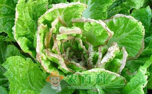大白菜干烧心病症状、病因及防治措施